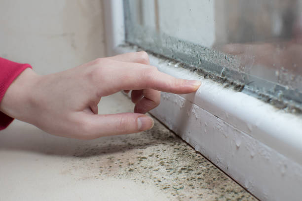 Fairview Park, OH Mold Removal Company