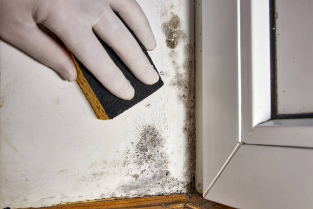 Best Dehumidification Services  in Fairview Park, OH